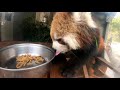 red panda s face is cute. レッサーパンダの顔がかわいい