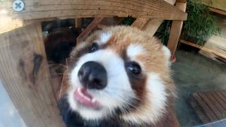 Red panda's face is cute. レッサーパンダの顔がかわいい