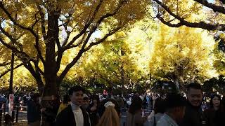 紅葉散歩　神宮外苑　いちょう並木　2024/11/24 b3