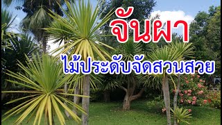 จันผา​ ไม้ประดับจัดสวนสวย