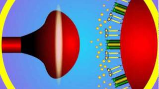 5. Synapse Structure and Function