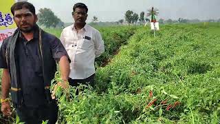 సునామి -216 / మిర్చి seed చాలా బాగుంది గ్రోత్ కూడా బాగుంది / చెట్టు నిండా కాపు బాగా ఉంది.