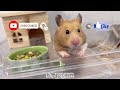 夏天飼養倉鼠的禁忌 keep hamsters cool in summer 有些消暑方法用不得