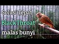 Pancingan BlackThroat malas Bunyi agar Cepat GACOR buka Sayap