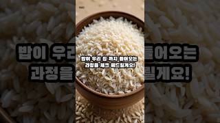 쌀이 당신의 입에 들어가기 까지의 과정 #맛집 #쌀