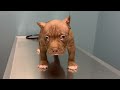 american bully 30b steelo ch brimm x muscle merle peaches litter update.