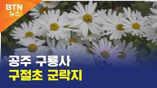 [BTN뉴스] 공주 구룡사 구절초 군락지