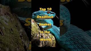 Top 10 Most Dangerous Snakes in the World || #shorts #snakes #top10