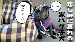 ある特技が原因で太っちゃった黒パグ子犬のいじけ方がハンパなく可愛いwww複雑な乙女心全開の半べそ犬！