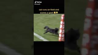 Cat Runs On Field And Scores A Goal TikTok: shonga08
