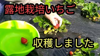 【家庭菜園】露地栽培のいちごを収穫しました