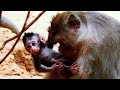 heartless mother monkey refuse to feed her newborn baby.