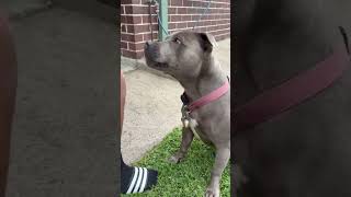 Feeding cute blue English staffy #staffy #blueenglishstaffy #shorts #cute #funny #dog #feeding