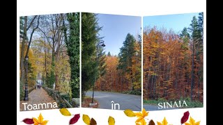 SINAIA îmbrăcată în haine de toamnă 🍂 | La pas prin pădurile ruginii 🌲🍁