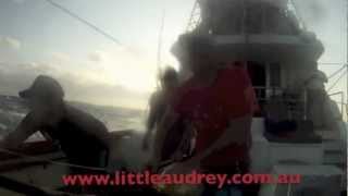 600lbs of Black Marlin Jumps on board Little Audrey off Cairns 2012 - Official Video.mp4