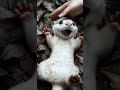 so adorable these super cute baby otters will melt your heart cute animation shorts otter funny