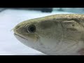 【別れ】アミアカルヴァが帰らぬ魚となりました