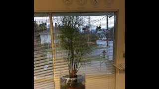 Growing Papyrus Plant