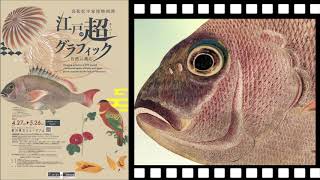 特別展「自然に挑む　江戸の超(スーパー)グラフィック－高松松平家博物図譜（ここに注目！）」PR動画《香川県》