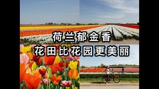 荷兰阿姆斯特丹游记 • 去花园和花田看郁金香 | Amsterdam • see tulips in Keukenhof gardens and flower fields