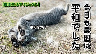 【1/26】静かな日曜日☀️今日も平和な農園の農家ネコたち🐈‍⬛🐈【農園生活ダイジェスト】