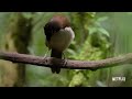 our planet birds of paradise exclusive clip netflix