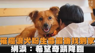 罹癌浪犬盼生命最後找到家　網淚：希望奇蹟降臨