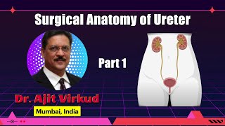 Ureter Surgical Anatomy