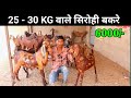 Goats of 25 to 30 kg only 6000/- || cheapest goat's in India | Goat farming in India