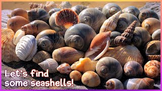 Finding Seashells at Hervey Bay | All The Moon Snails! [Virtual Shelling]