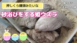 押しくら饅頭みたいな砂浴びをする姫ウズラ