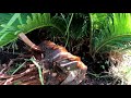 how to harvest sago palm pups king sago or japanese sago palm