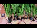 how to harvest sago palm pups king sago or japanese sago palm