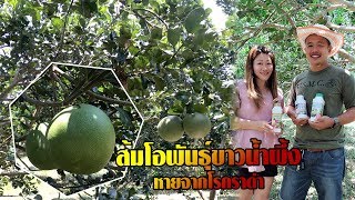 บอกลาราดำ ส้มโอพันธุ์ขาวน้ำผึ้ง