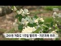 과수 개화도 1주일 빨라져..저온피해 우려 안동mbc