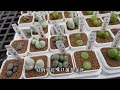 2024台灣愛仙會多肉植物市集在科工館 【 mc多肉園 】mc succulent plant vlog