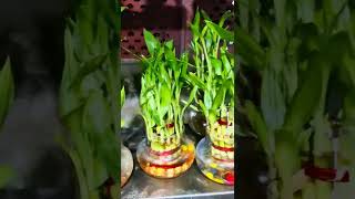 Beautiful Good Luck😇🌟#ytshorts#shorts#viral#viralshorts#gardening#plants#youtubeshorts#garden