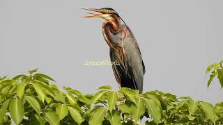 Purple Heron - Take-off, Flight and Landing