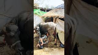 #caw #cow #milkingmachineincoimbatore #goatmilkingvideo #animals #milkingmachinetamilnadu