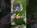 江ノ島にて…外来種！　かめ　ミドリガメ　ミシシッピアカミミガメ　カメ　亀　江ノ島　海