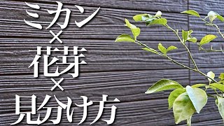 初心者でも大丈夫なミカンの花芽の見分け方を教えます