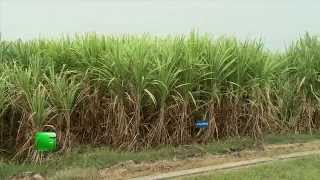 Sugarcane Farming (गन्ने की खेती) :1 In Baatein Kheti Ki - On Green TV