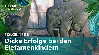 Gewichts-Check bei den Elefanten-Kindern (Folge 1108) | Elefant, Tiger \u0026 Co. | MDR