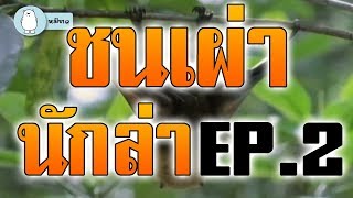 #สารคดี ชนเผ่านักล่า : เอาชีวิตรอดแบบคนป่า ล่าสัตว์ หากินแบบคนป่า EP.2