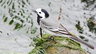 White Wagtail (Motacilla alba) / Bachstelze