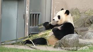 彩浜ちゃん🐼🌈帰宅拒否🤣