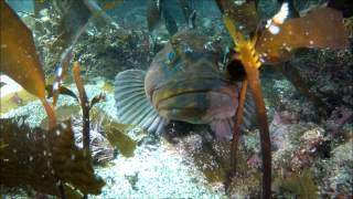 Feeding a Giant Lingcod By Hand