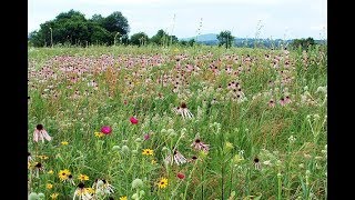 Save Southeastern Grasslands!