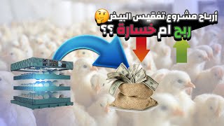 هل مشروع تفقيس بيض🥚 سلالات الدجاج 🐣 مربح 💰؟ 🤔