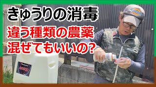 【きゅうり消毒】ベト病とアブラムシの消毒　殺菌剤（ダコニール1000）と殺虫剤（トレボン乳剤）の混用